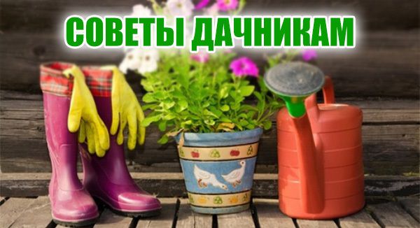 советы дачникам